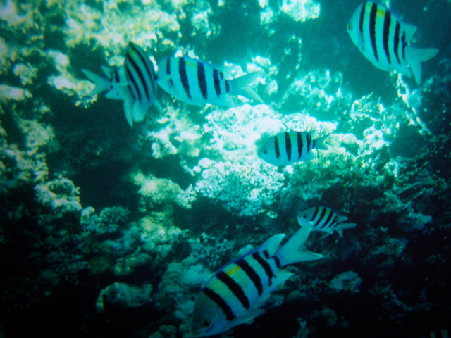 Fondale a Sharm ed Sheik